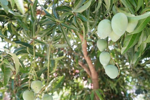 Mango Leaves