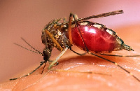 An anopheles mosquito feeding on its prey