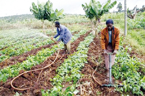 Some farmers spraying a their products