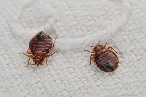 Bed bugs hide in the crux of one's home and bite into the skin, drinking blood