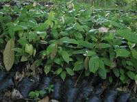 Cocoa seedlings