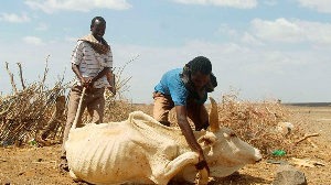 Herders assist an emaciated cow to stand in North Horr, Marsabit County in Kenya