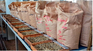 Variety of coffee beans from various farms all over the country displayed for auction.