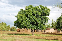 Vitellaria Paradoxa Shea Tree