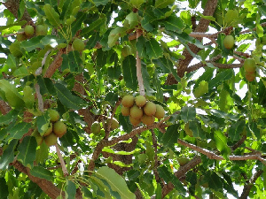 shea trees