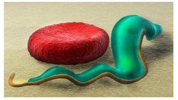 The sleeping sickness parasite gets into the bloodstream