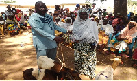 The DCE of Karaga, Mr. Imoro Yakubu presenting the animals to a beneficiary woman at Karaga.