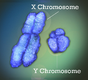 Y Chromosome