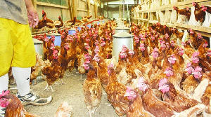 A local poultry farm