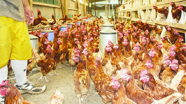 A local poultry farm