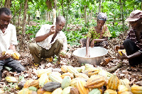 Some farmers working on some of their pods