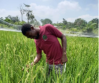 Smallholder farmer in a maize plantation