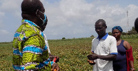 Some vegetable farmers in the Volta Region