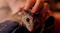 Male northern quolls