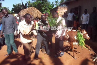 Residents decorating the suspect [white shirt] and his cow with flowers amidst cheers