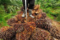 The seedlings would be distributed 200,000 oil palm seedlings to farmers in the Birim Central