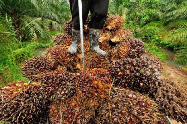 File photo oil palm