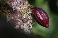 A cocoa pod grows on a farm in Osino in the Eastern Region, Ghana. [REUTERS/Francis Kokoroko]