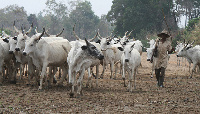 File Photo of a herdsman with his cattle