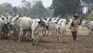 Businesses in the livestock value chain are experiencing a sharp decline in the Upper East Region