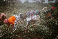 Some farmers tending their farms