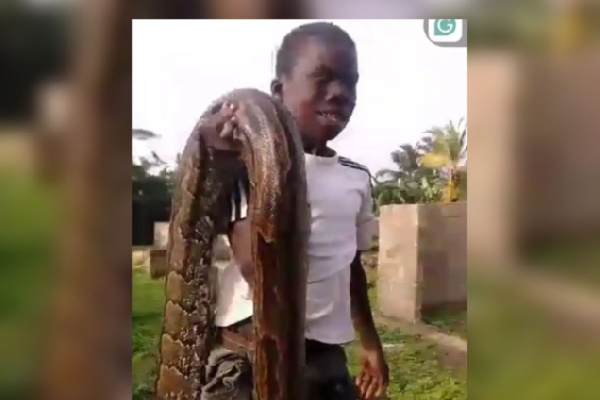 Kwame Junior bravely killed a 14-foot python