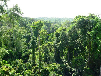 The Achimota Forest Reserve is located in the heart of the Greater Accra region