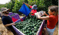 Thousands of Thai farm workers have left Israel since the war started