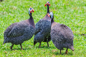 File photo of Guinea fowls