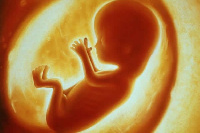 File photo: Animated image of a fetus