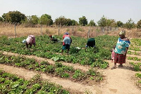 Some women farming