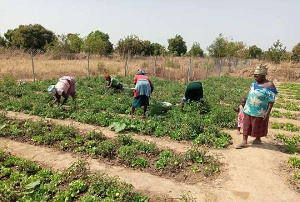 Economic Vegetable Farming