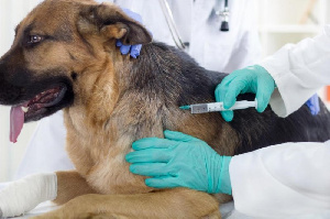 Dog being vaccinated