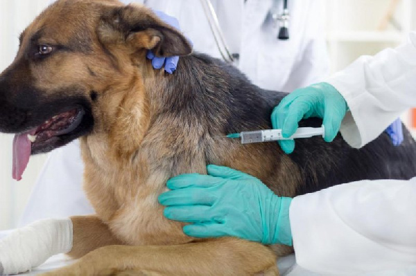 Dog being vaccinated