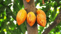 Cocoa is a key export commodity for Ghana