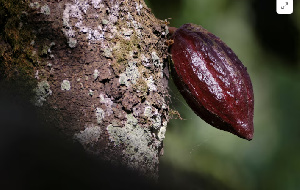 A cocoa pod grows on a farm in Osino in the Eastern Region,