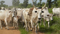 File photo: Some of the crops allegedly destroyed were maize, cassava and yam tubers