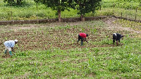 Farmers on a farmland