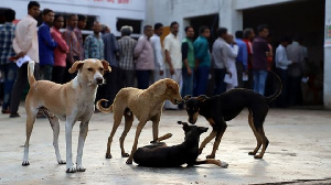 According to the expert, dogs are unable to function properly when fed with spicy foods