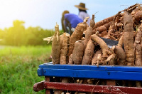 File photo of a cassava