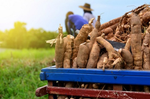 Cassava farming in Ghana