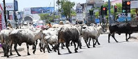 Cattle on streets