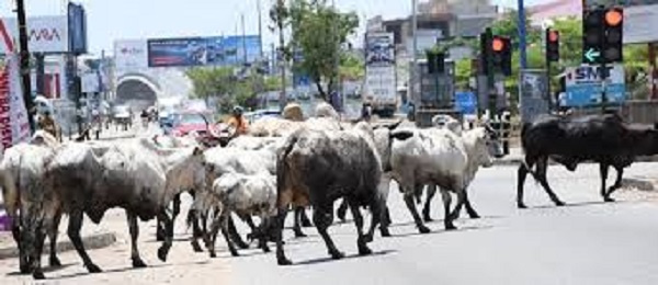 Cattle on streets