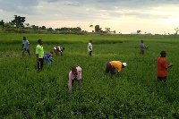 Importation of rice is affecting local producers