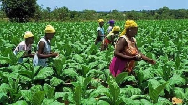 File photo of women on a farm