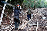 File photo: Men carry a chainsaw and gasoline further into the rainforest