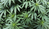 File photo of a cannabis plant