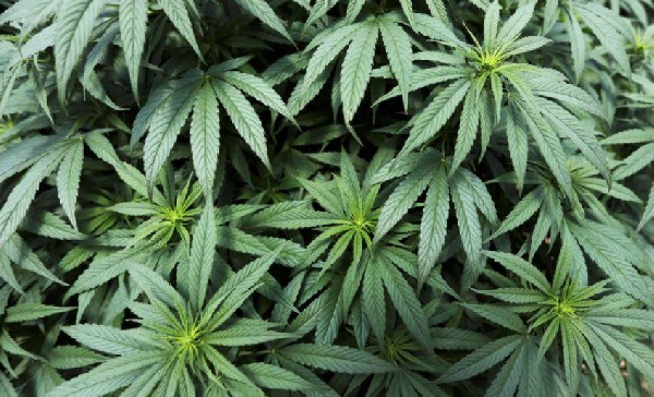 File photo of a cannabis plant