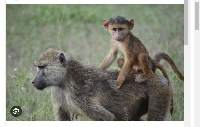 The baboon left bite marks on the young child's body