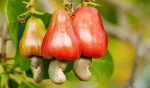 Cashew farmers demand fair price from gov’t